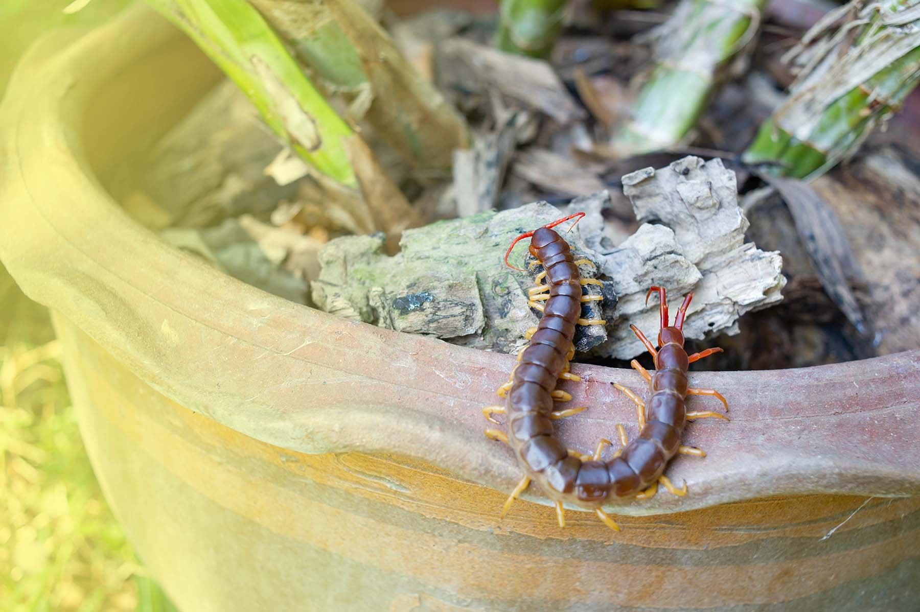 giant centipedes and millipedes