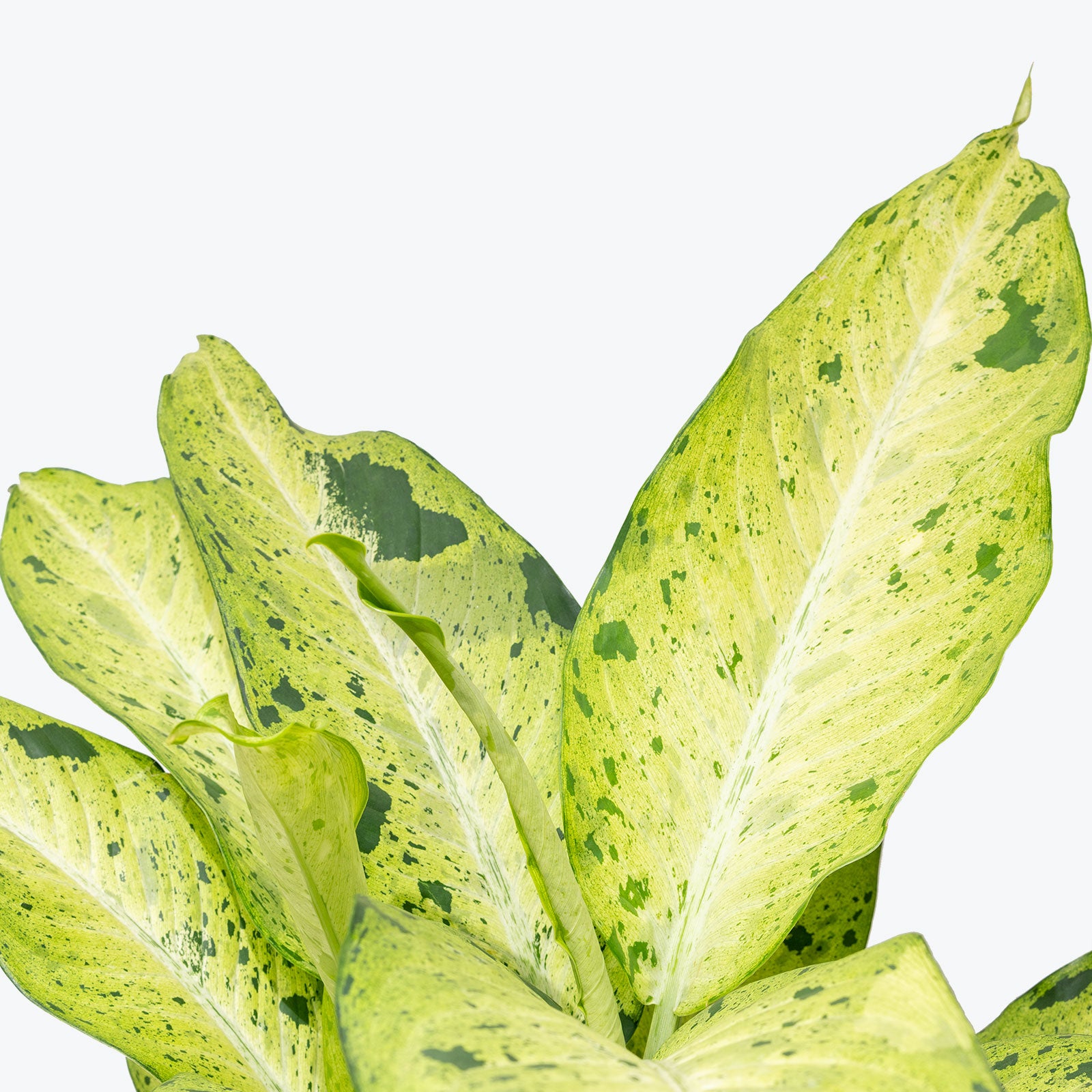 Dieffenbachia Camouflage