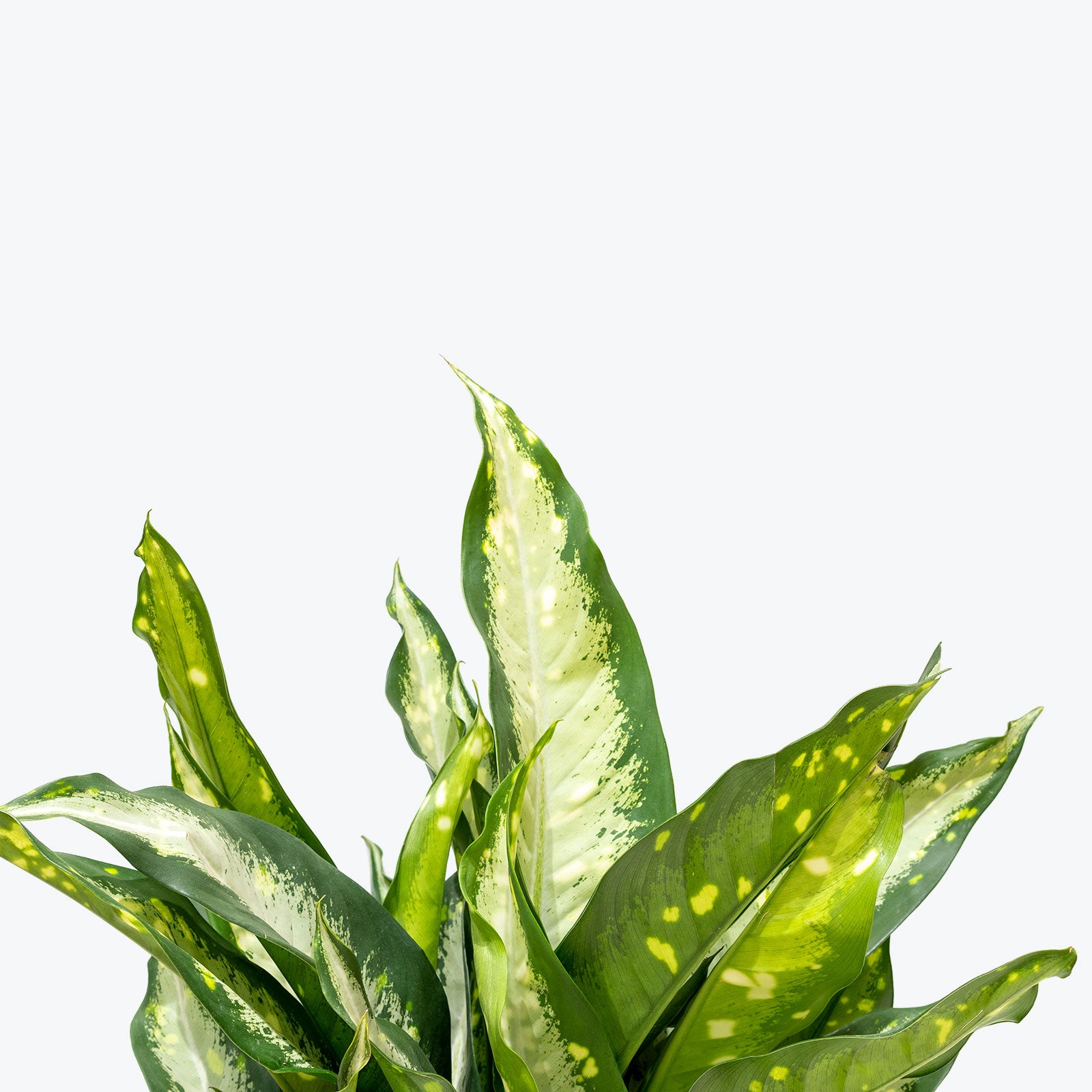 Dieffenbachia Panther