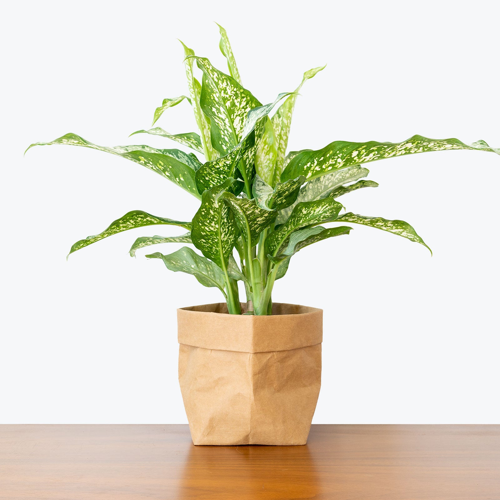 Dieffenbachia Tiki