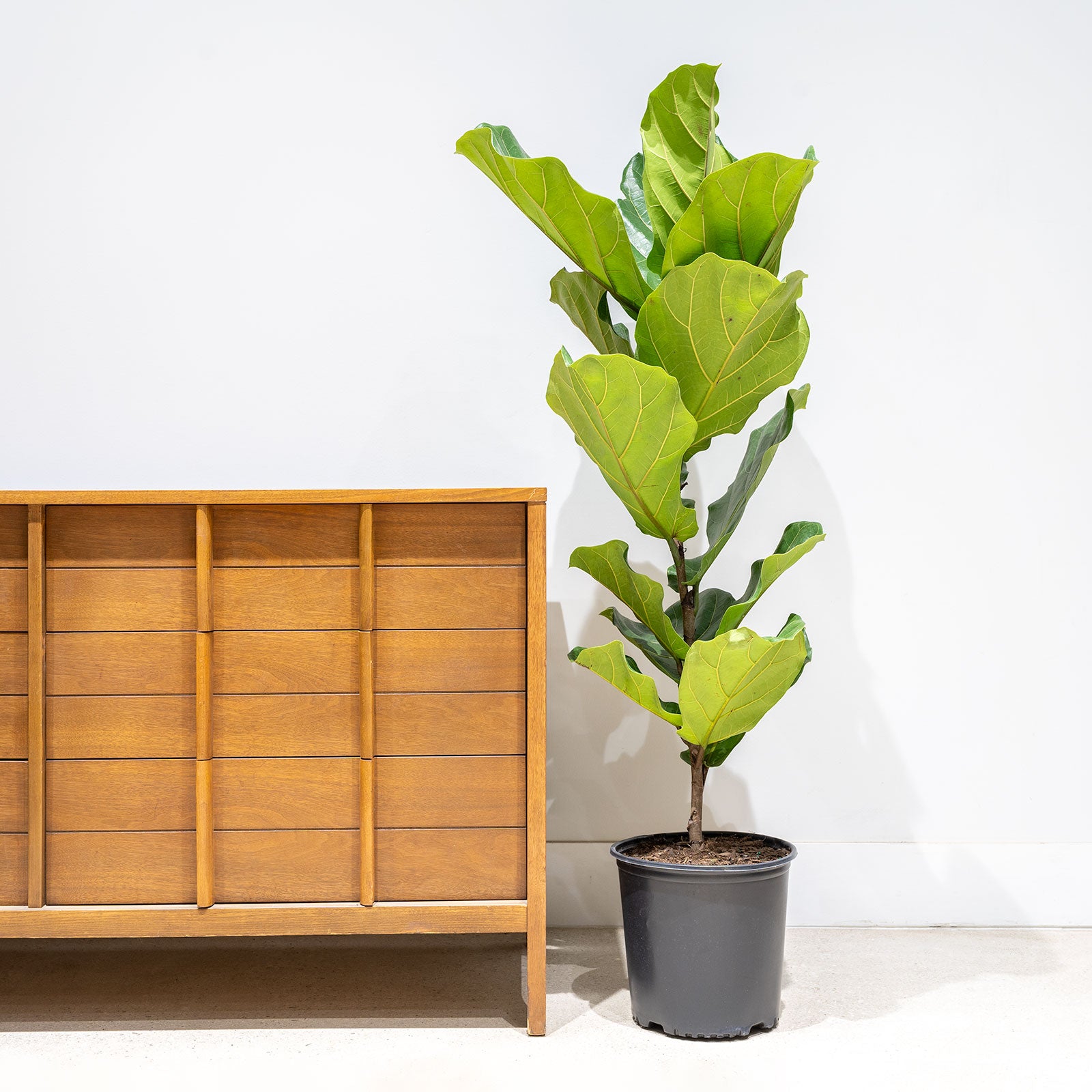 Fiddle Leaf Fig Column