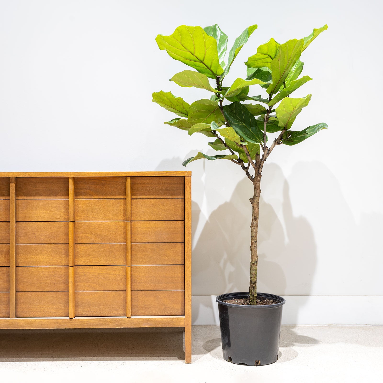 How to take care of your Fiddle Leaf Fig - House Plants Delivery Toronto - JOMO Studio