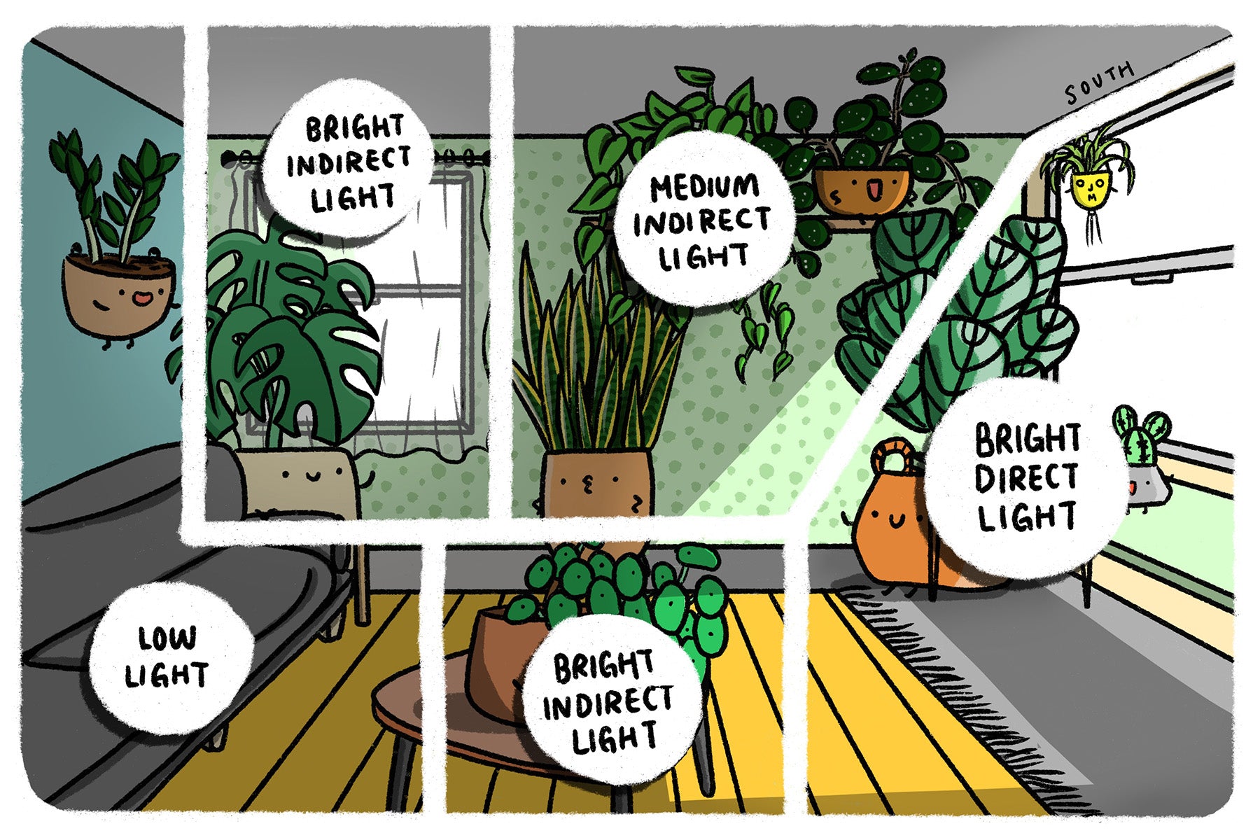 The Ultimate Houseplant Lighting Guide: Light Requirements for Indoor Plants Explained - JOMO Studio