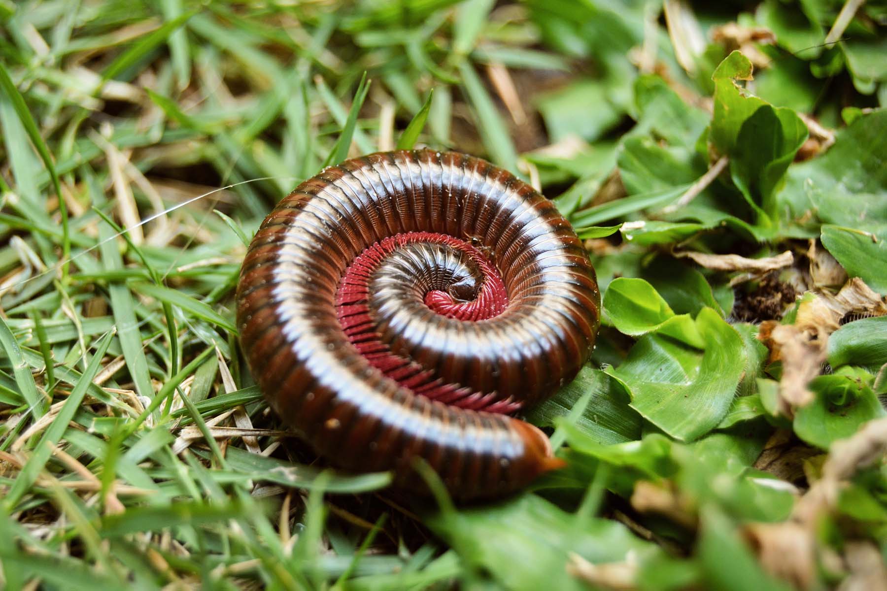 Common Houseplant Pests: How to Deal with Millipedes