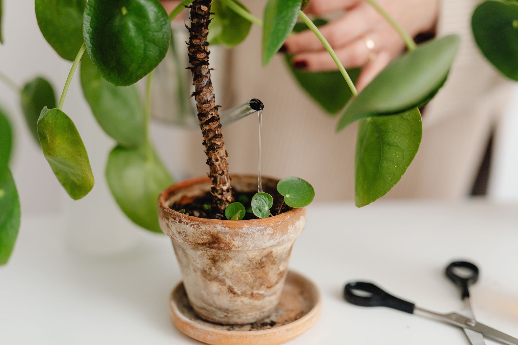 Watering a Pilea plant
