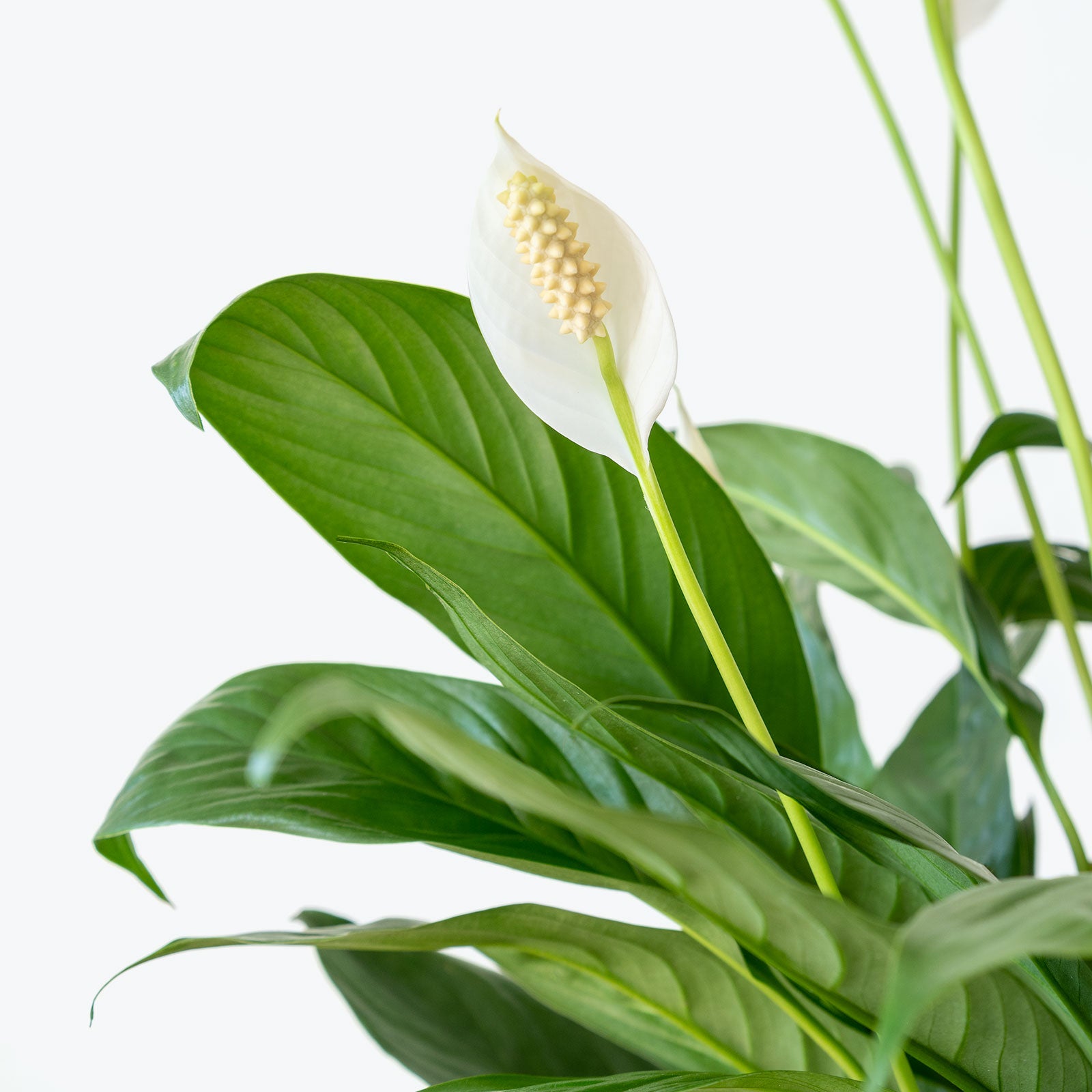 How to Take Care of Your Peace Lily - House Plant Delivery Toronto ON