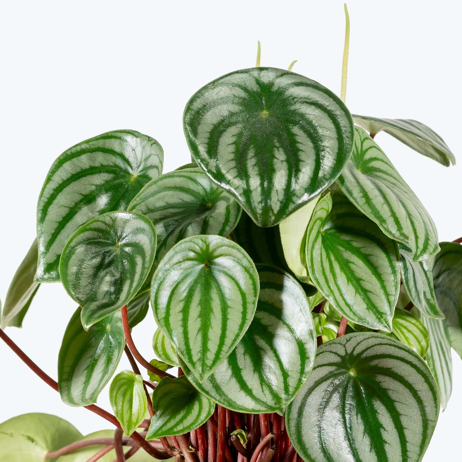How to Take Care of Your Peperomia - Plant Delivery - JOMO Studio