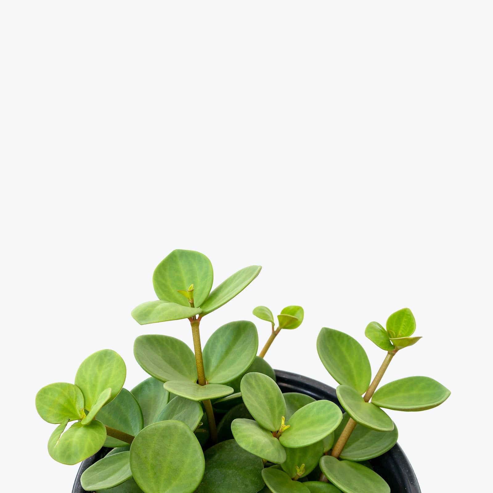 Peperomia Hope