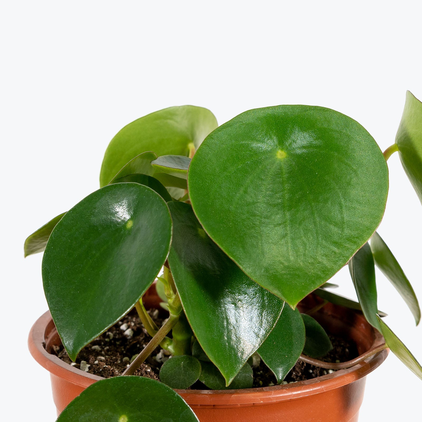 How to Take Care of Your Peperomia
