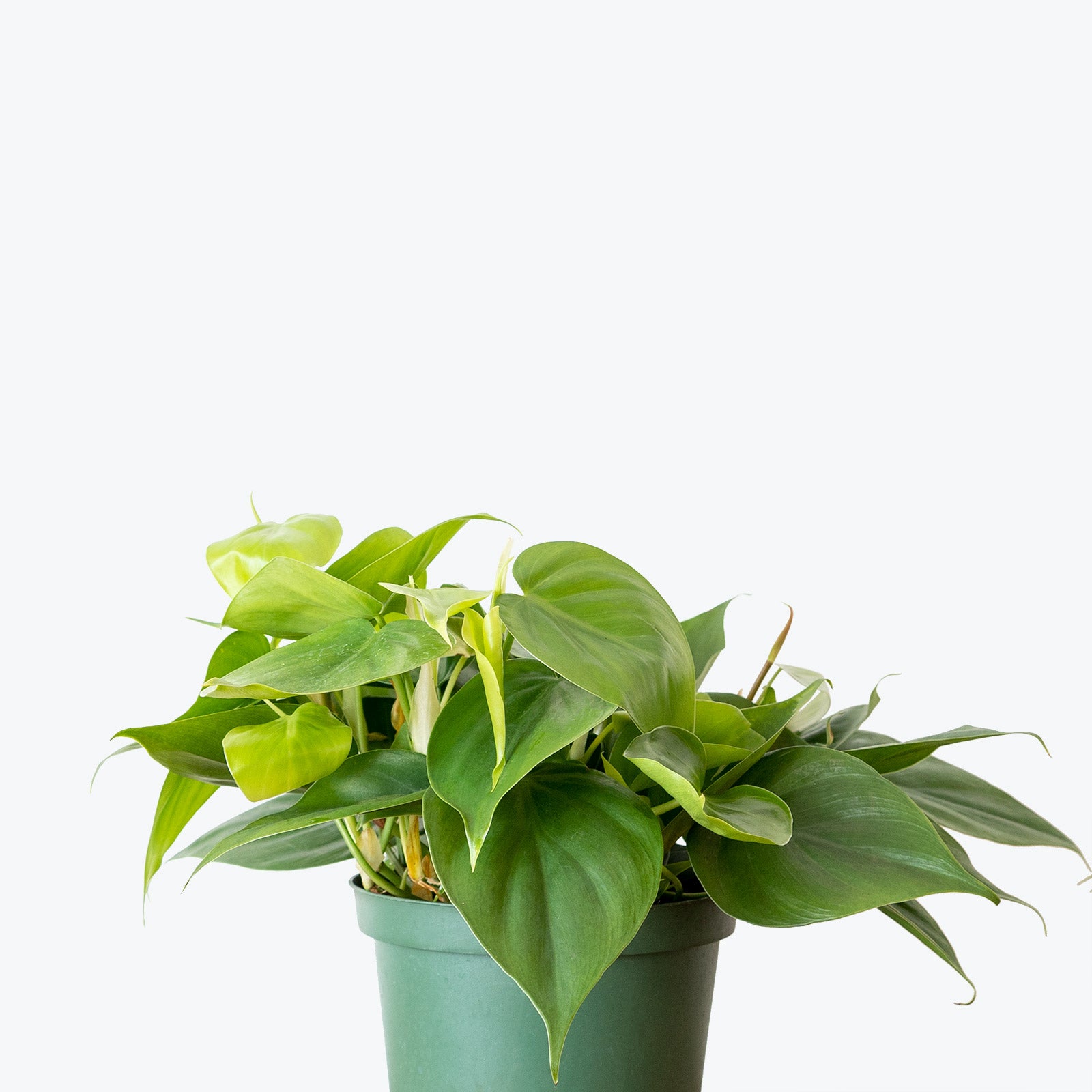 Philodendron Hederaceum Heartleaf