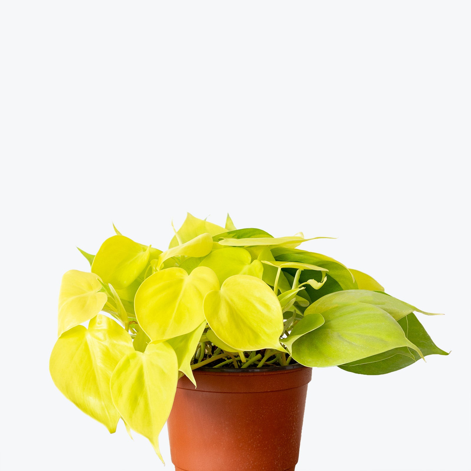 Philodendron Hederaceum Lemon Lime