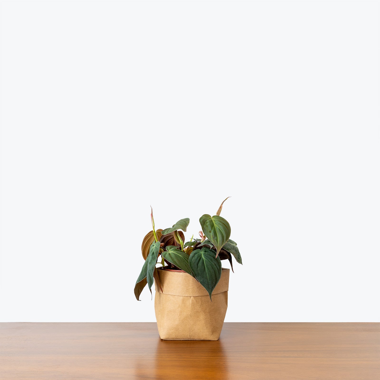 How to Take Care of Your Philodendron