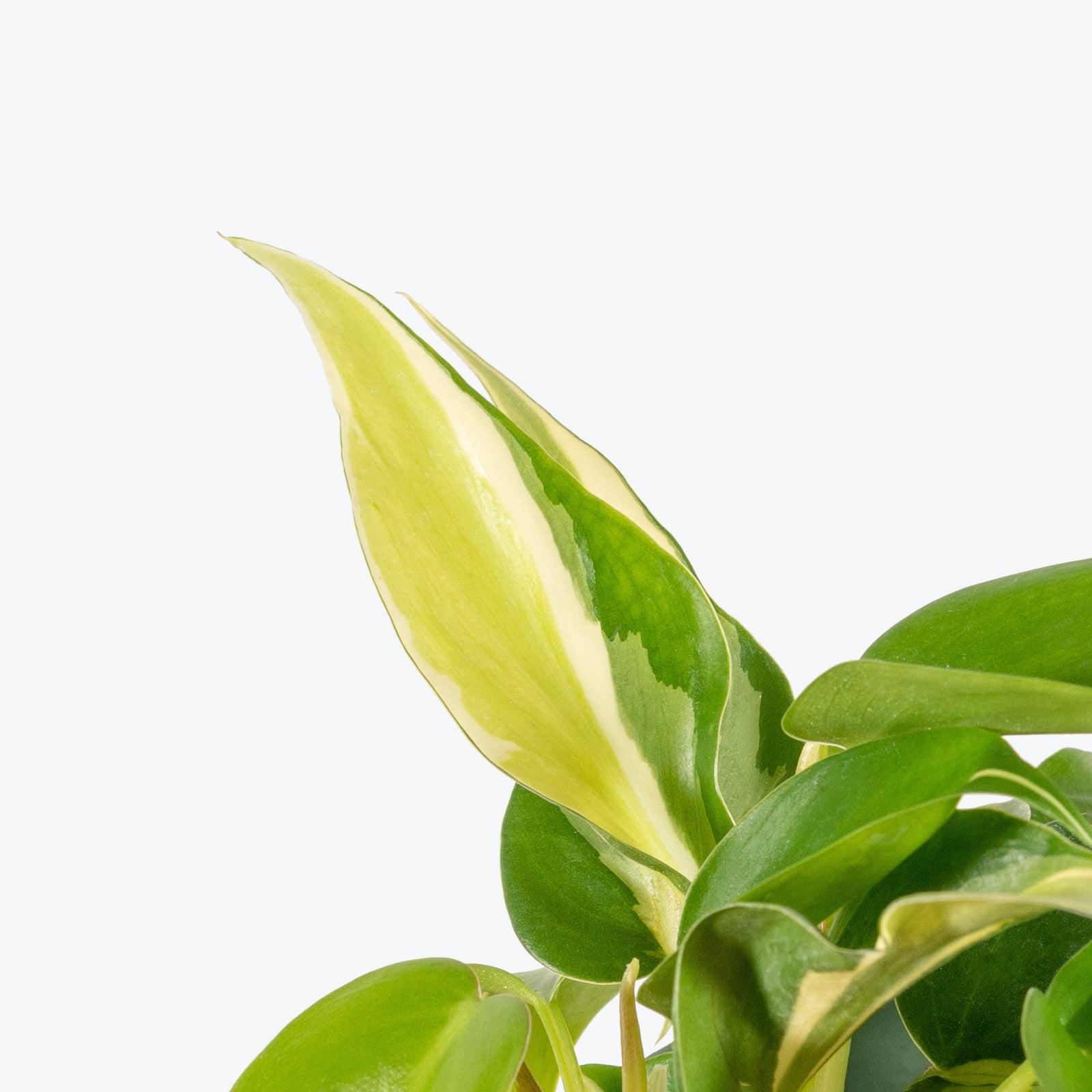 Philodendron Silver Stripe