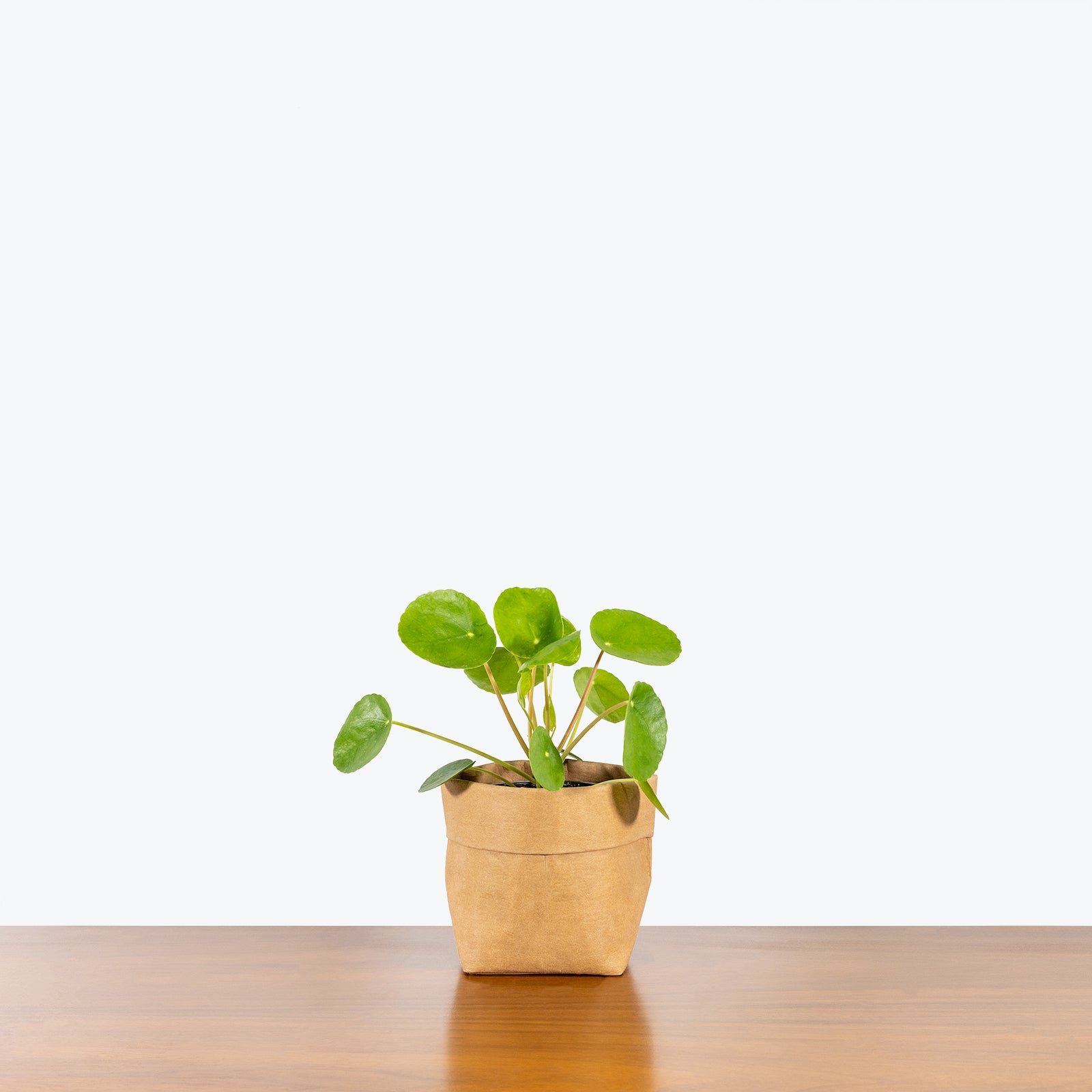 Pilea Peperomioides