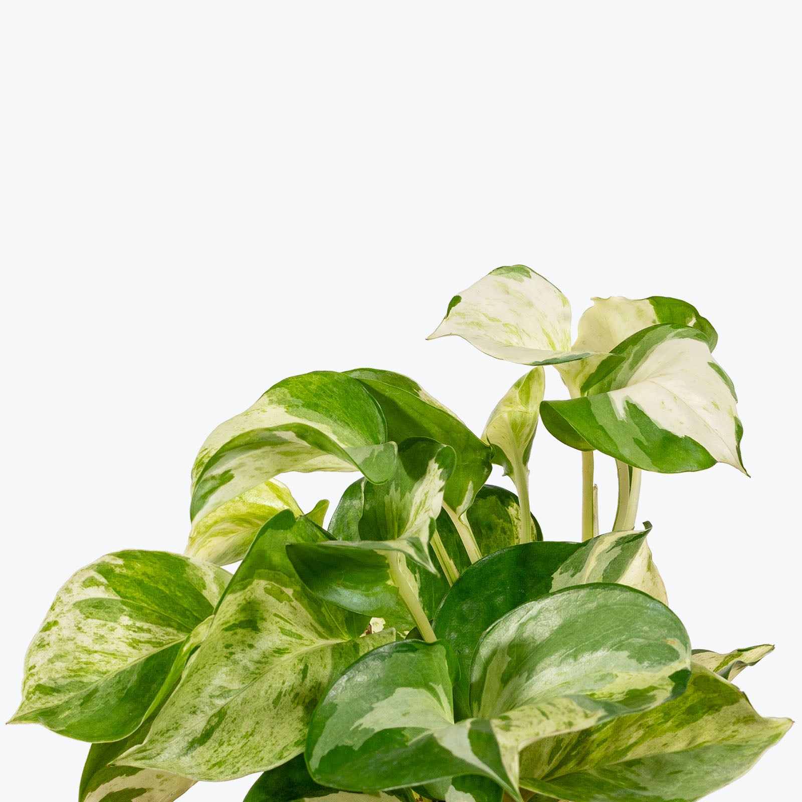 Pothos Manjula - House Plants Delivery Toronto Canada - JOMO Studio