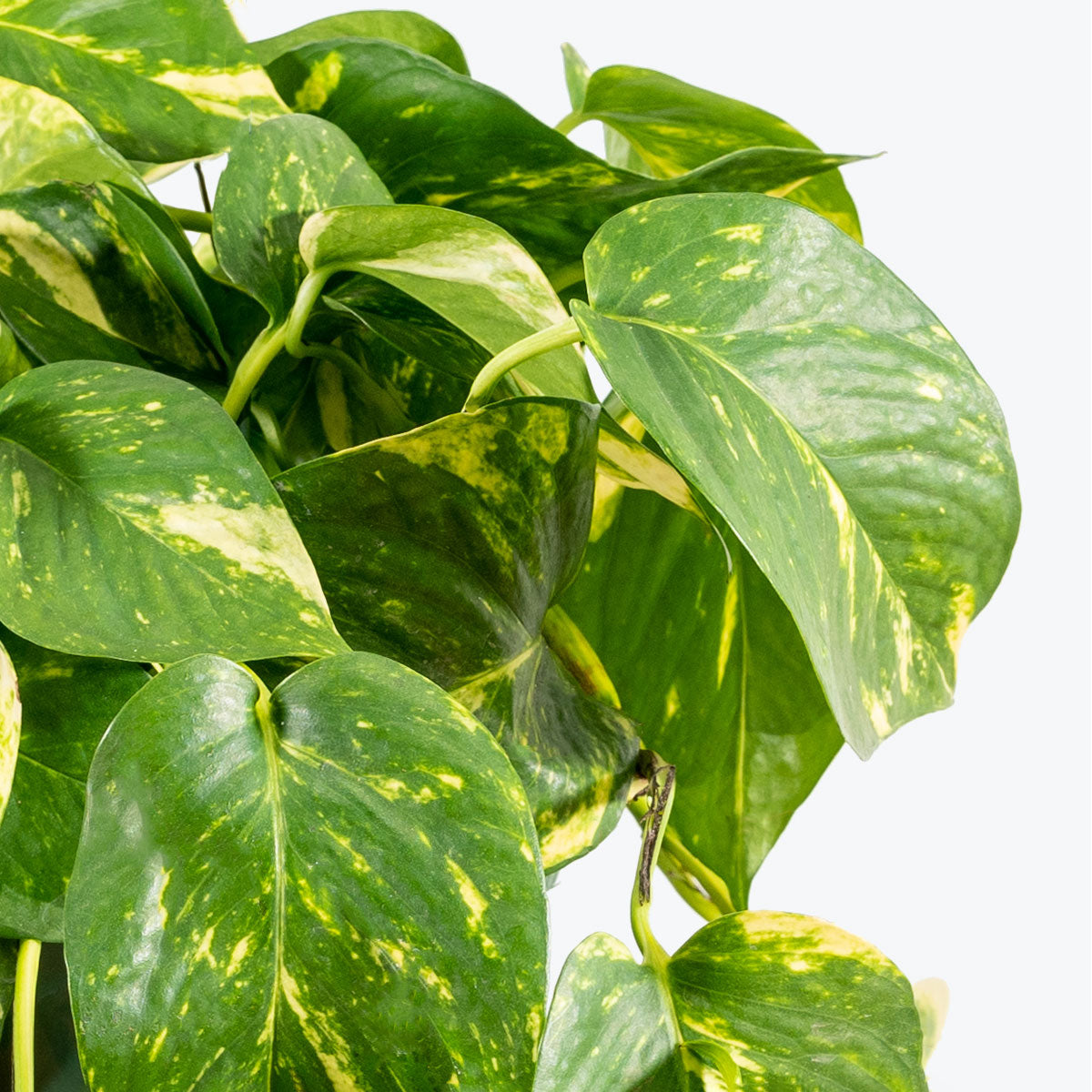 Epipremnum Aureum - Pothos Golden - House Plants Delivery Toronto - JOMO Studio