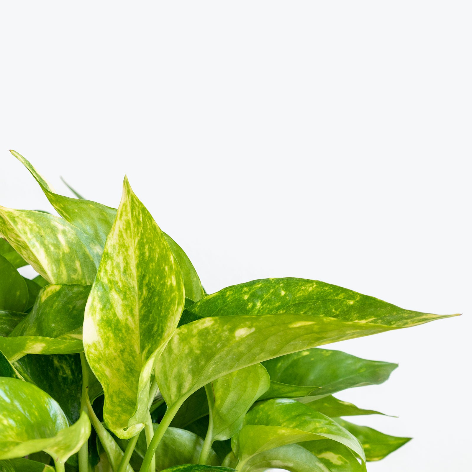 Epipremnum Aureum - Pothos Hawaiian - House Plants Delivery Toronto - JOMO Studio