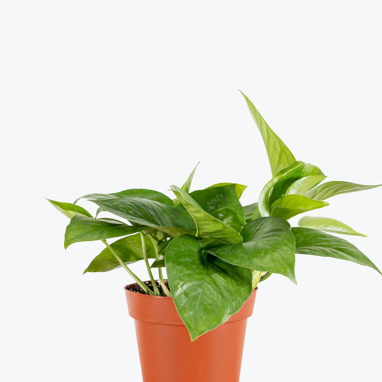 How to Take Care of Your Pothos Jade - House Plant Delivery - JOMO Studio