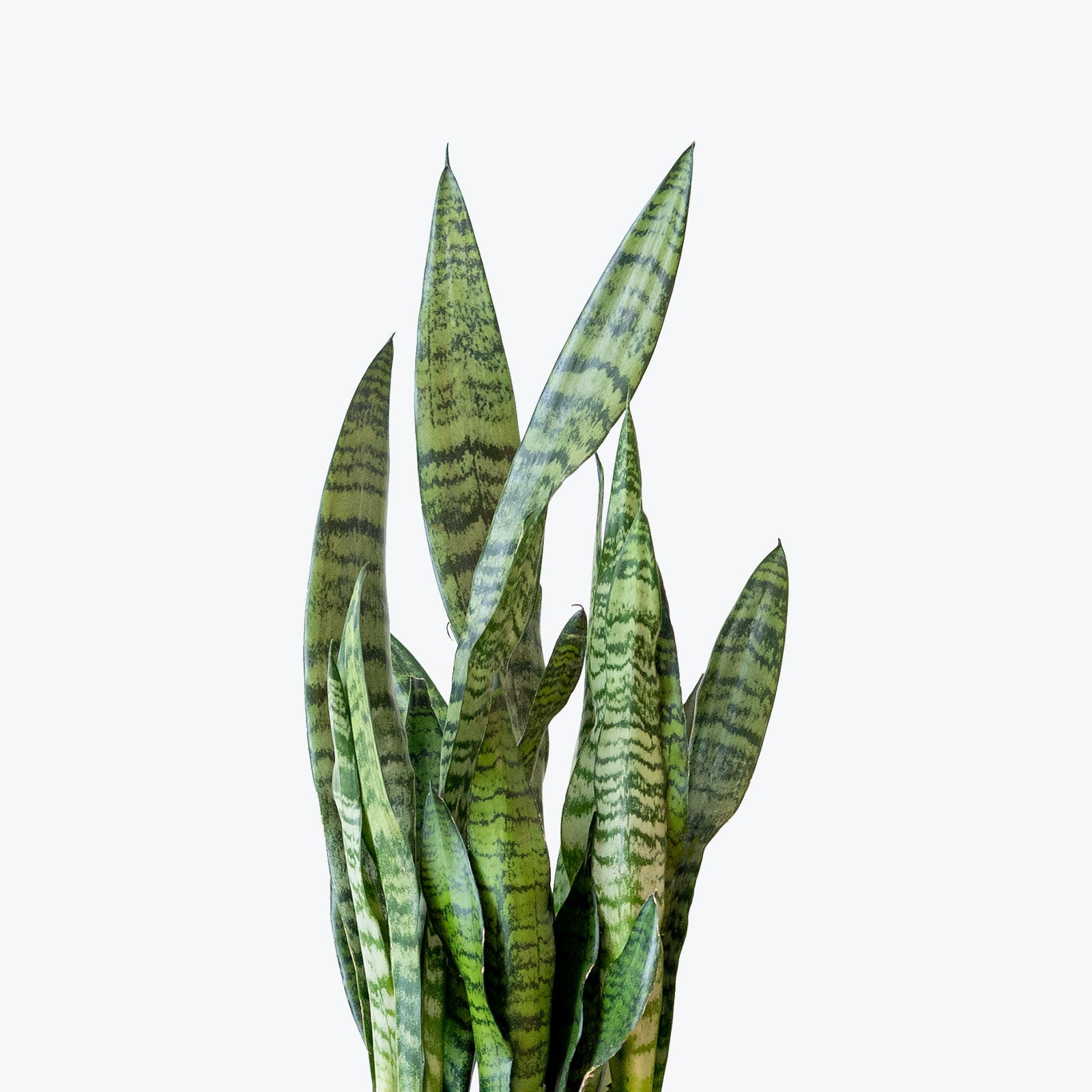 Sansevieria Zeylanica