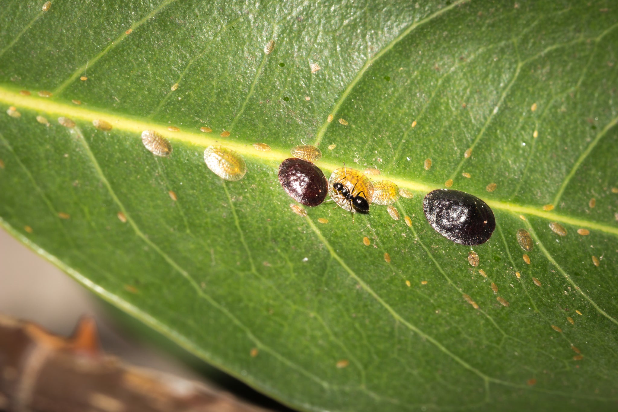 Common Houseplant Pests: How to Deal with Scale