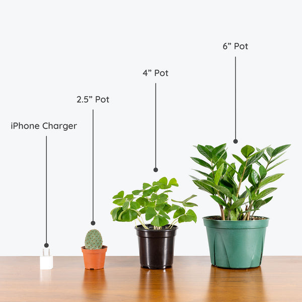 Plant size guide - House Plants Delivery Toronto - JOMO Studio