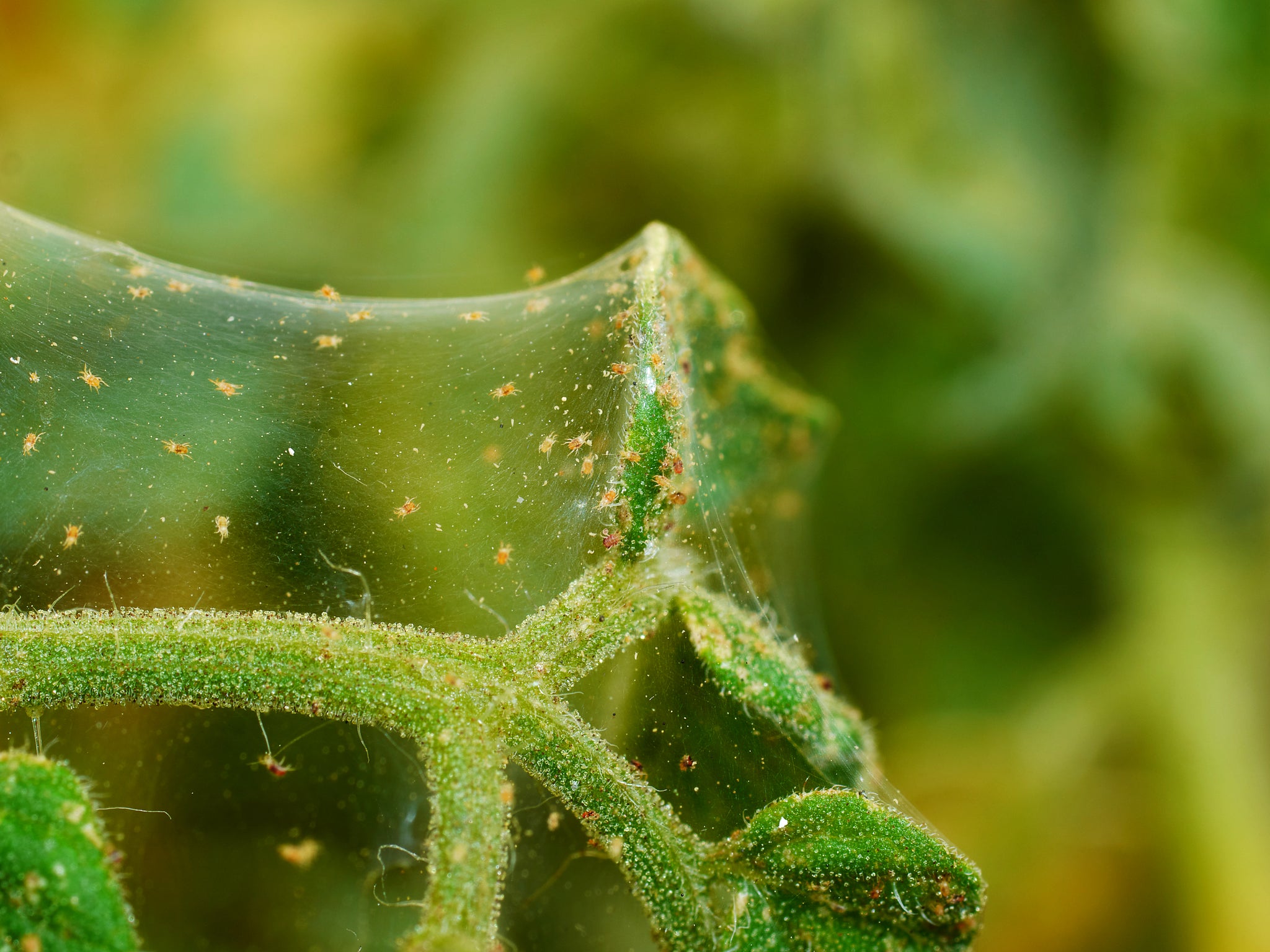 Common Houseplant Pests: How to Deal with Spider Mites