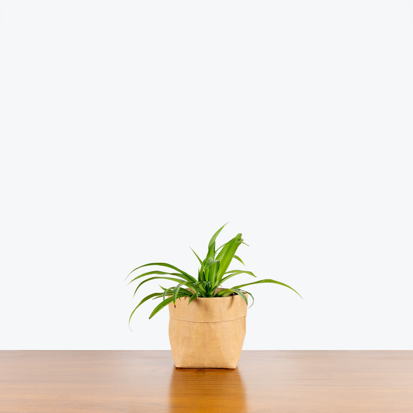 How To Care for a Spider Plant