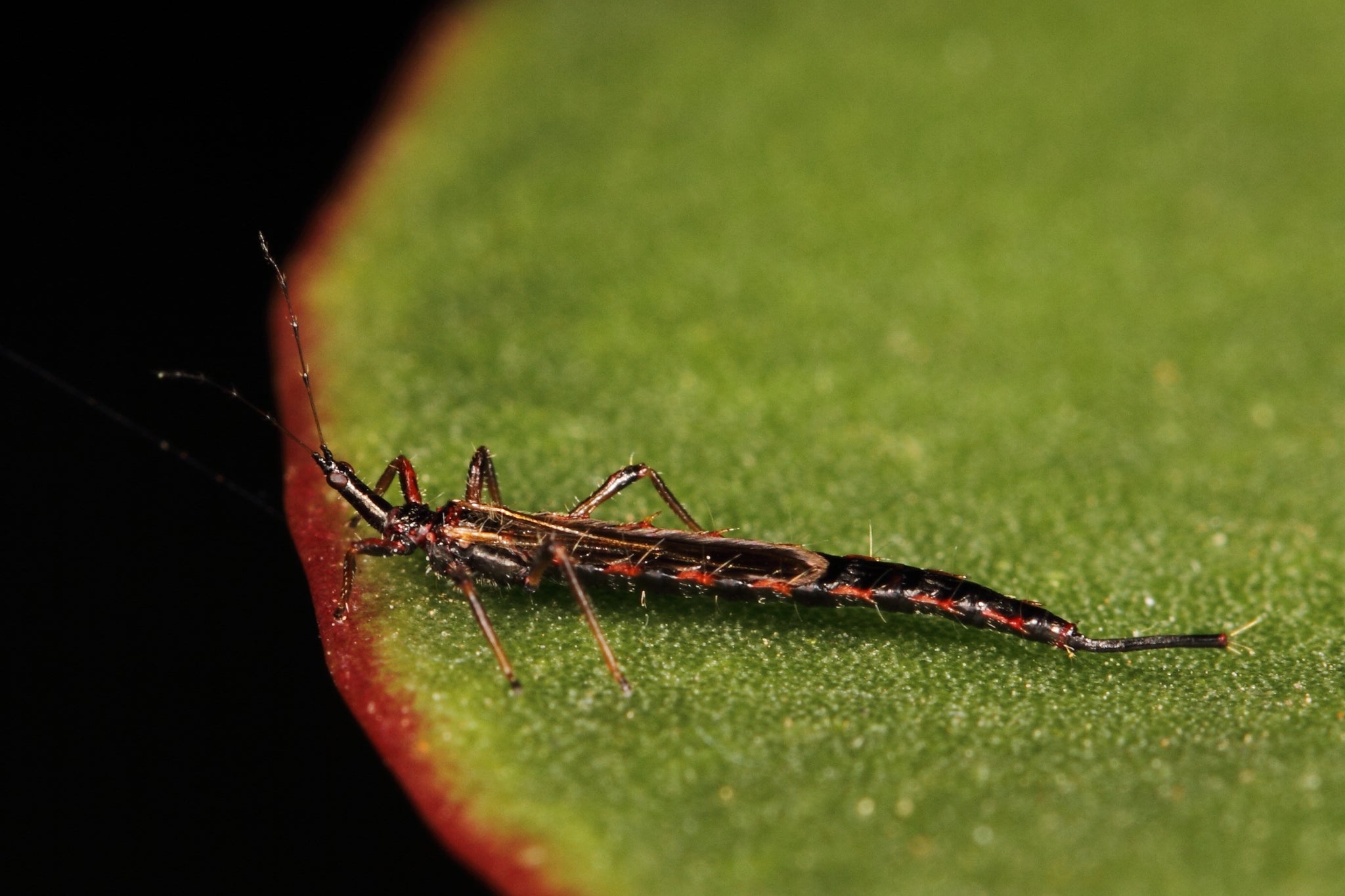 Common Houseplant Pests: How to Deal with Thrips
