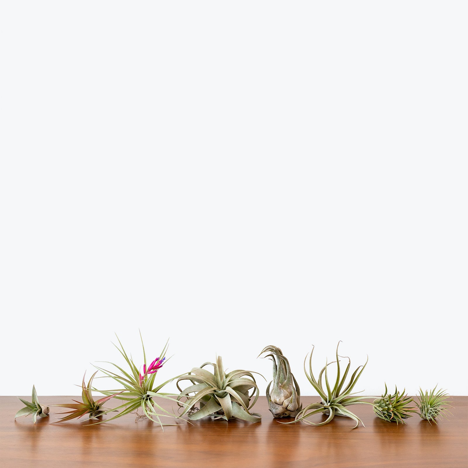 Air Plant