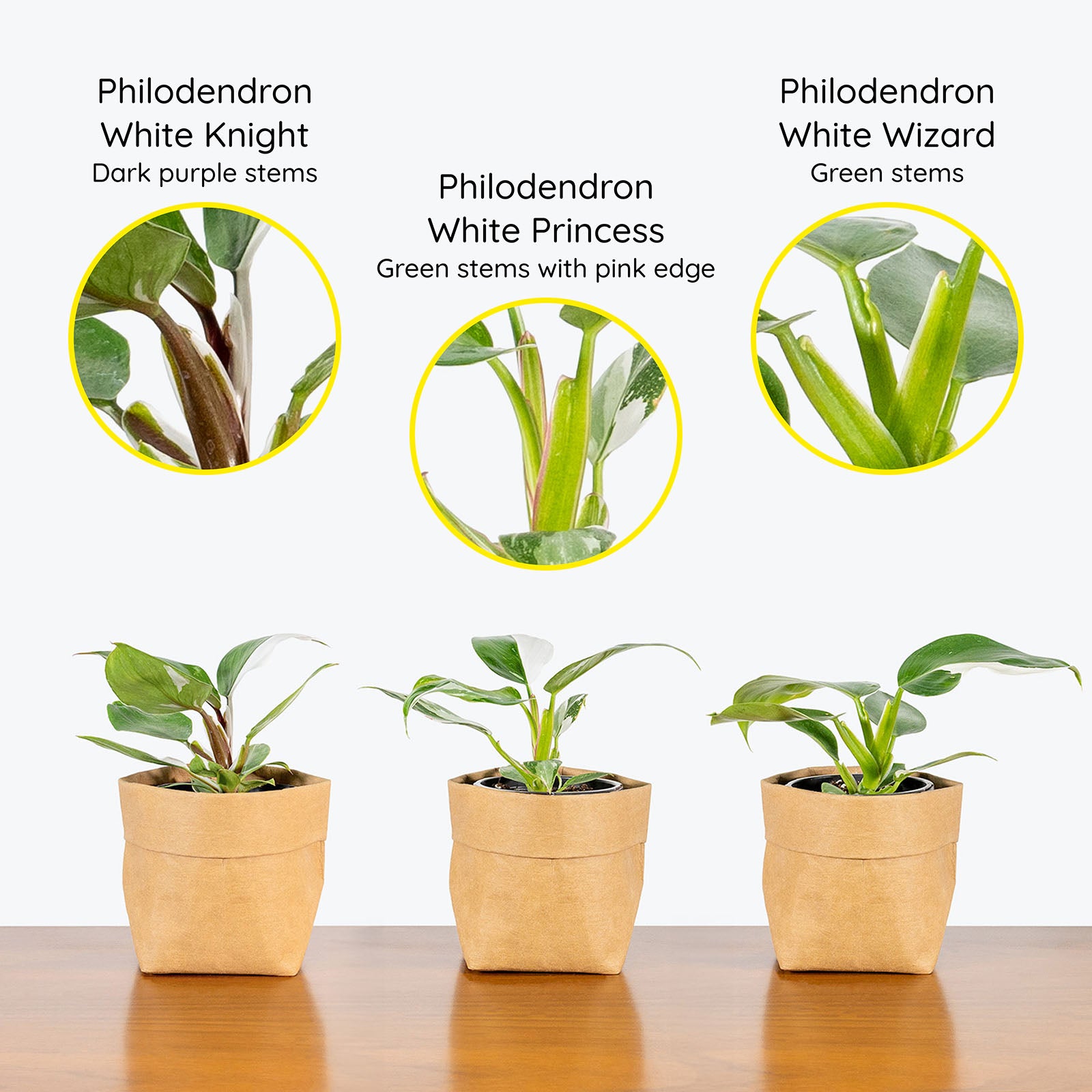 Plant Breakdown: The Difference Between the Philodendron White Princess, White Wizard & White Knight  | Plant Care Tips - JOMO Studio