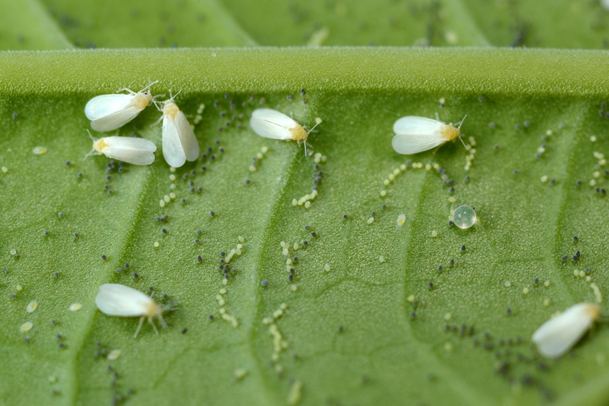 Common Houseplant Pests: How to Deal with Whitefly
