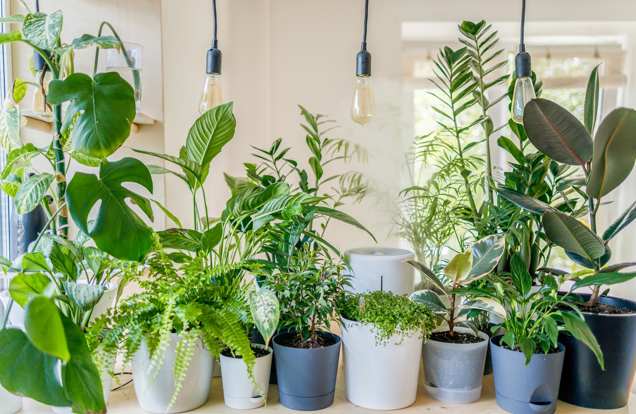 How to Care for Your Plants in the Winter - Toronto - JOMO Studio