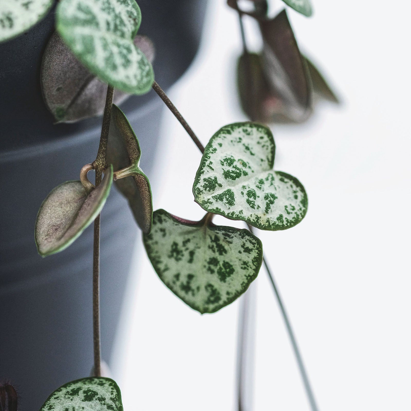 Ceropegia woodii (String of Hearts)