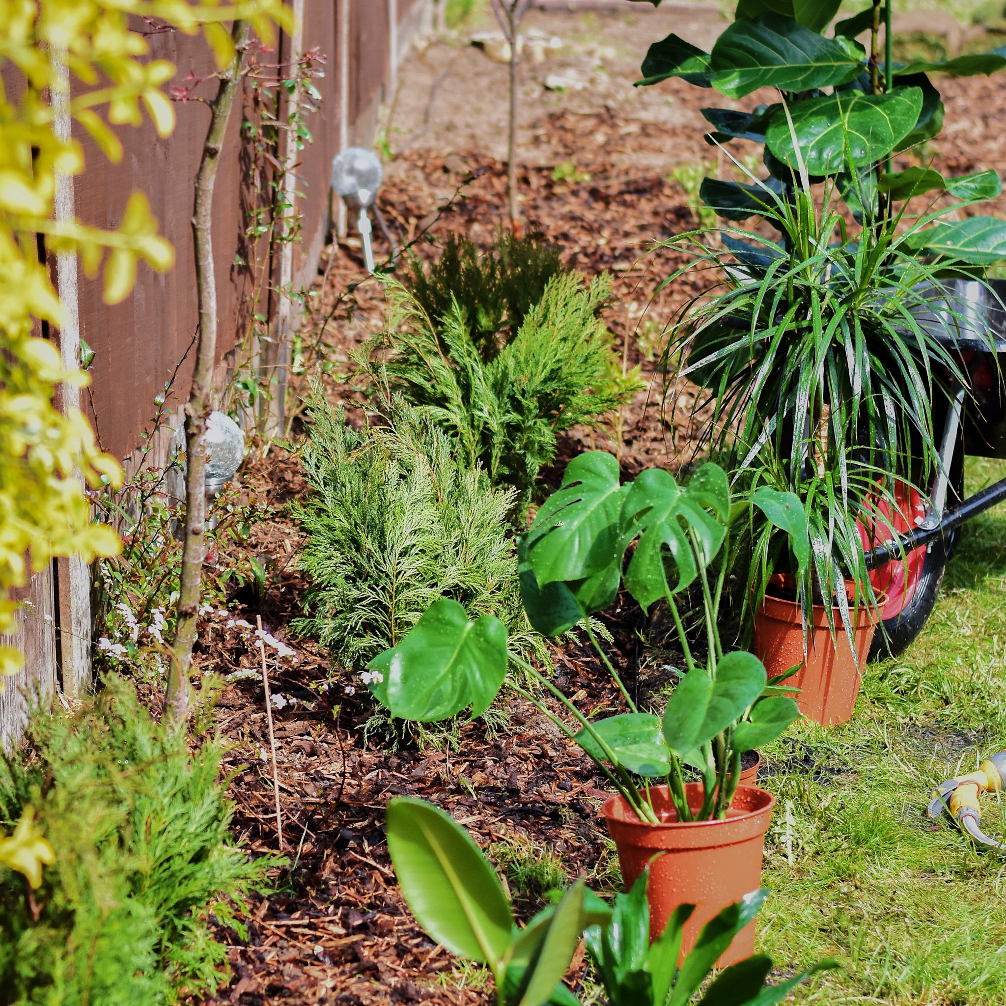 When & How to Transition Your Plants Outdoors for the Summer