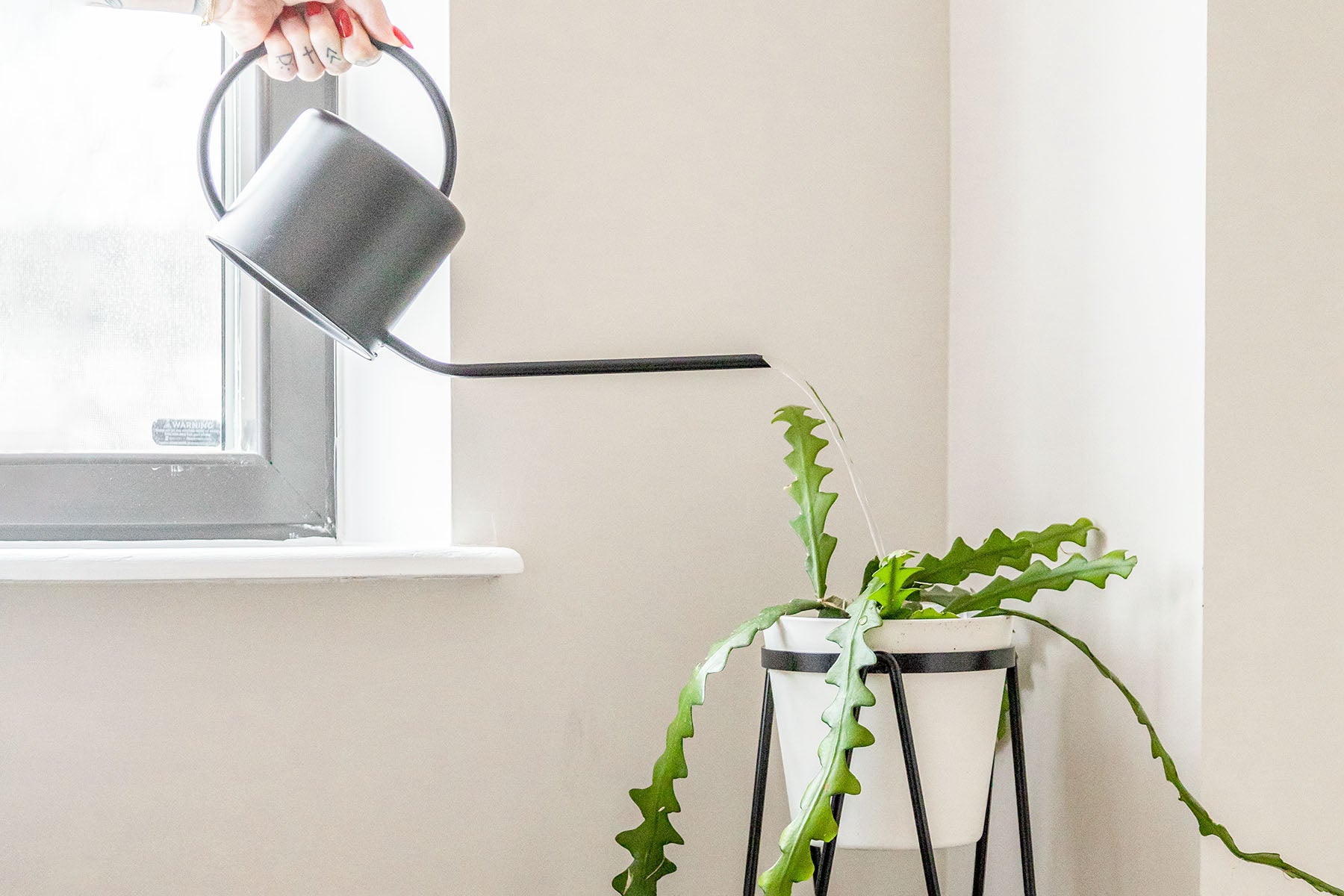 How and When to Water Your Plants | Plant Care and Tips - JOMO Studio