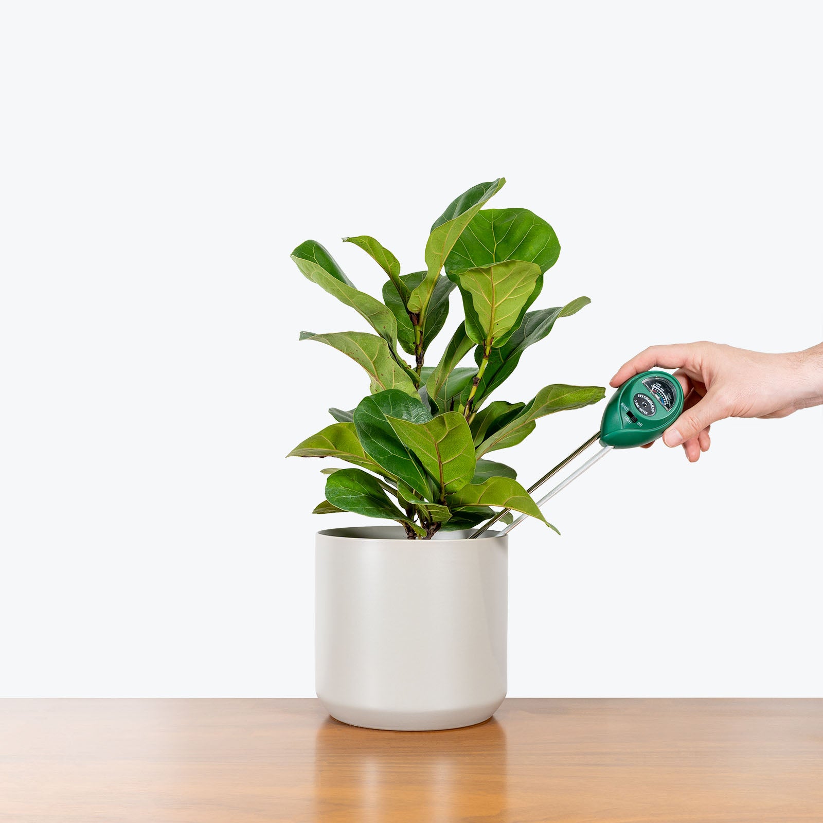 Reusable Plant Tape Garden Tie - House Plants Delivery Toronto - JOMO Studio