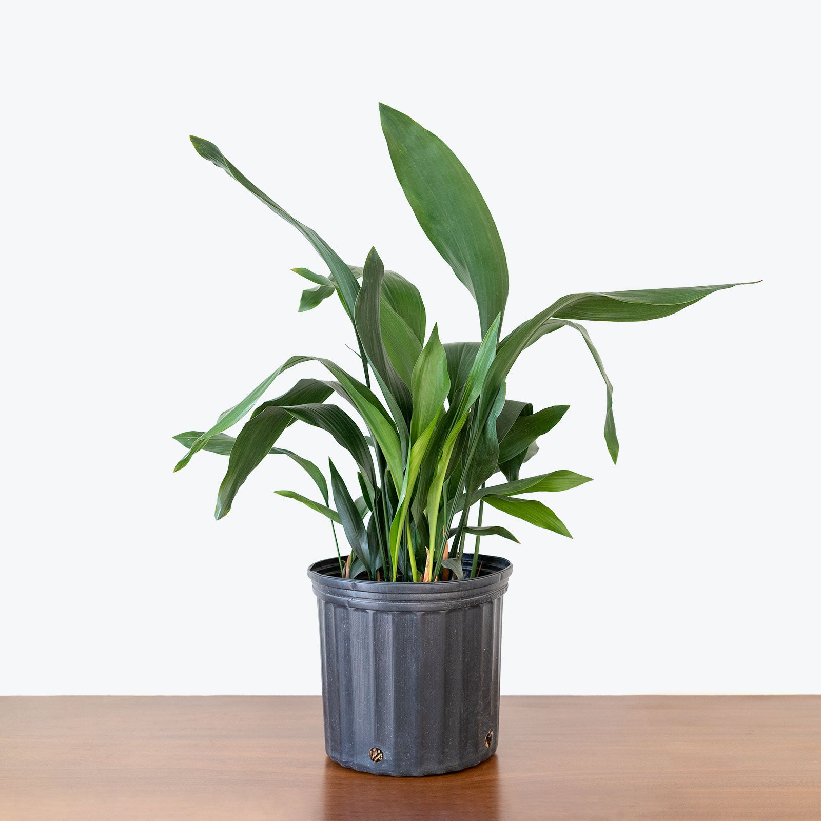 Cast Iron Plant Aspidistra Elatior