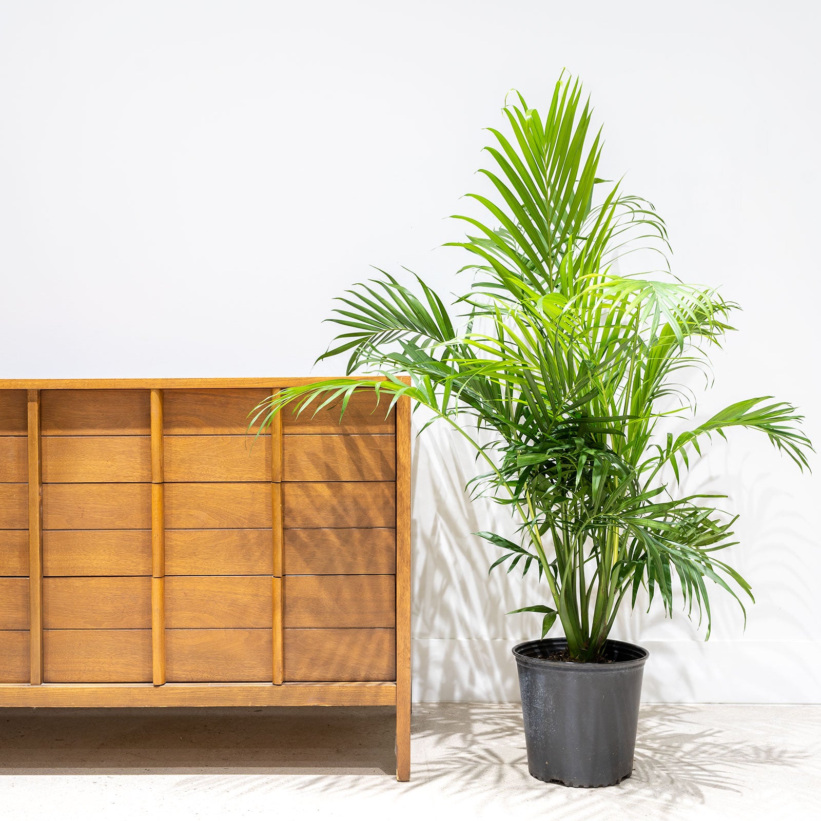 Areca Palm - Dypsis Lutescens - House Plants Delivery Toronto