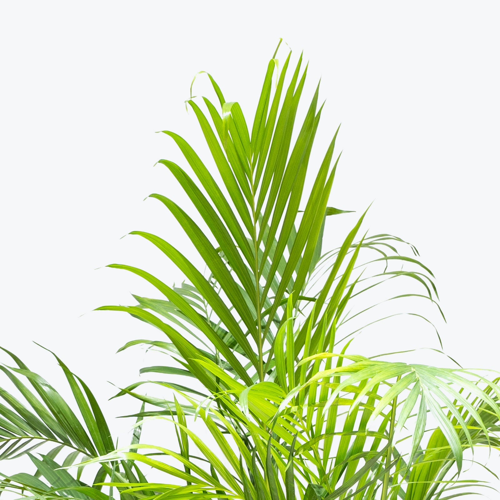 Areca Palm - Dypsis Lutescens - House Plants Delivery Toronto