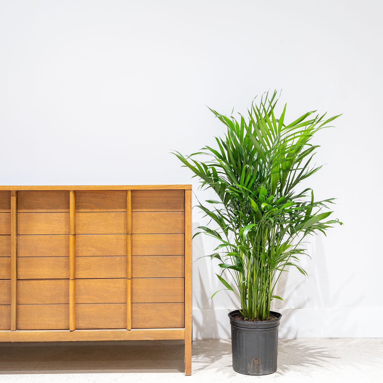 How to Take Care of Your Palm - Toronto Plant Delivery - JOMO Studio