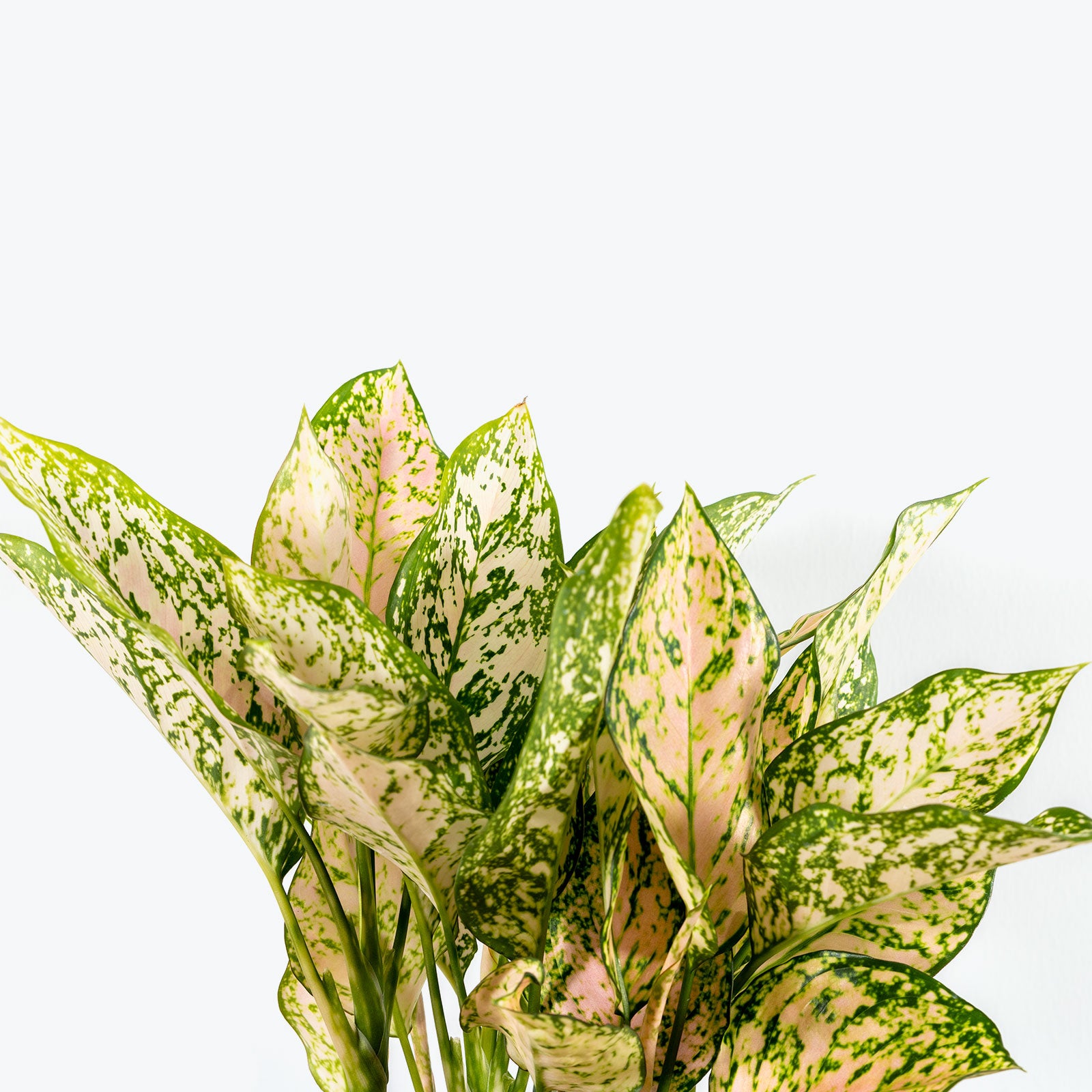 How to take care of your Chinese Evergreen(Aglaonema) - JOMO Studio