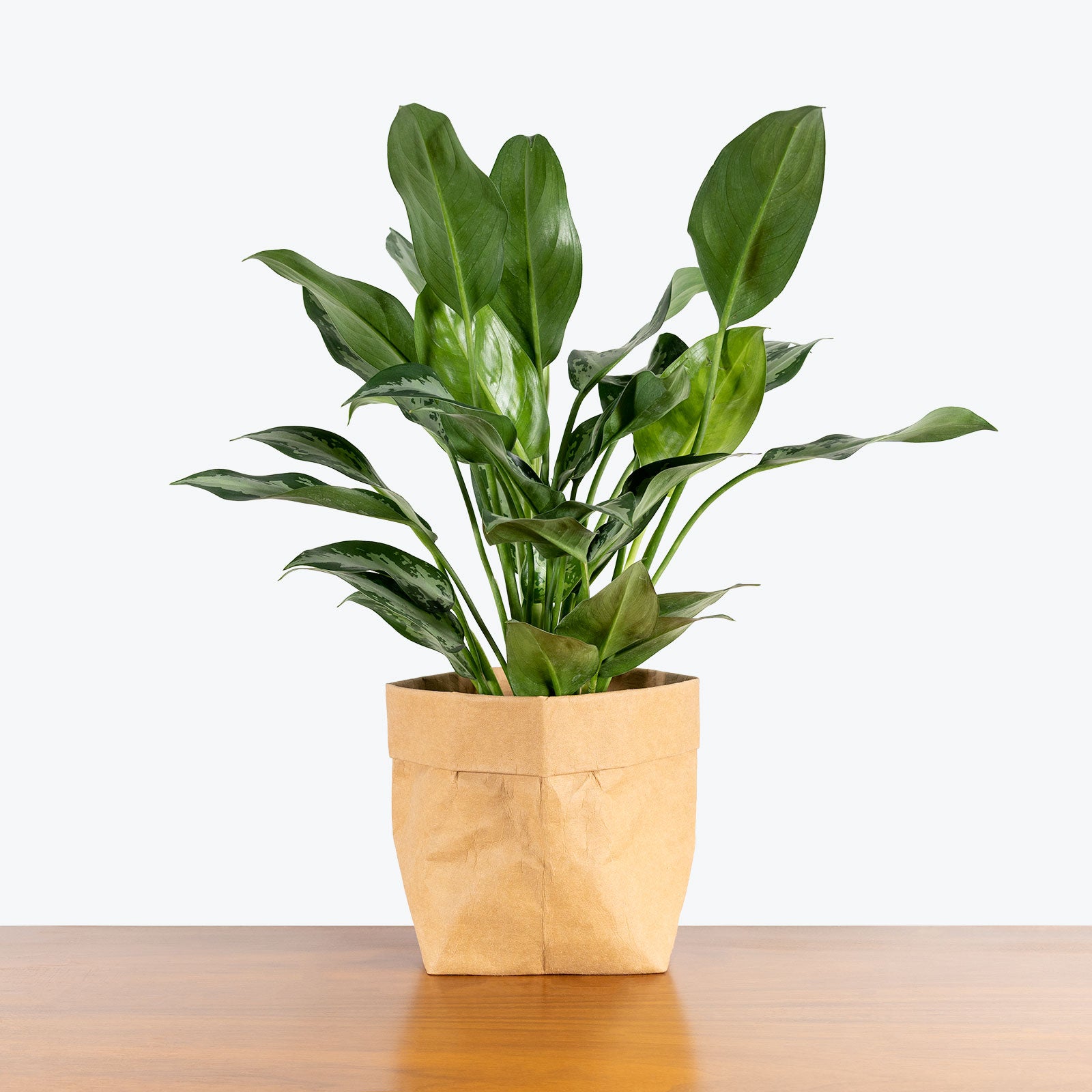 Chinese Evergreen Aglaonema Jubilee - House Plants Delivery Toronto ...