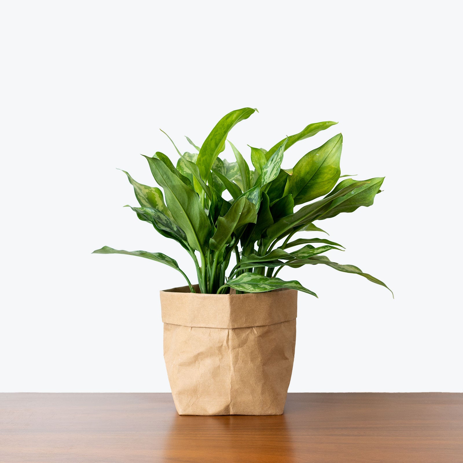 Chinese Evergreen Aglaonema Maria - House Plants Delivery Toronto ...