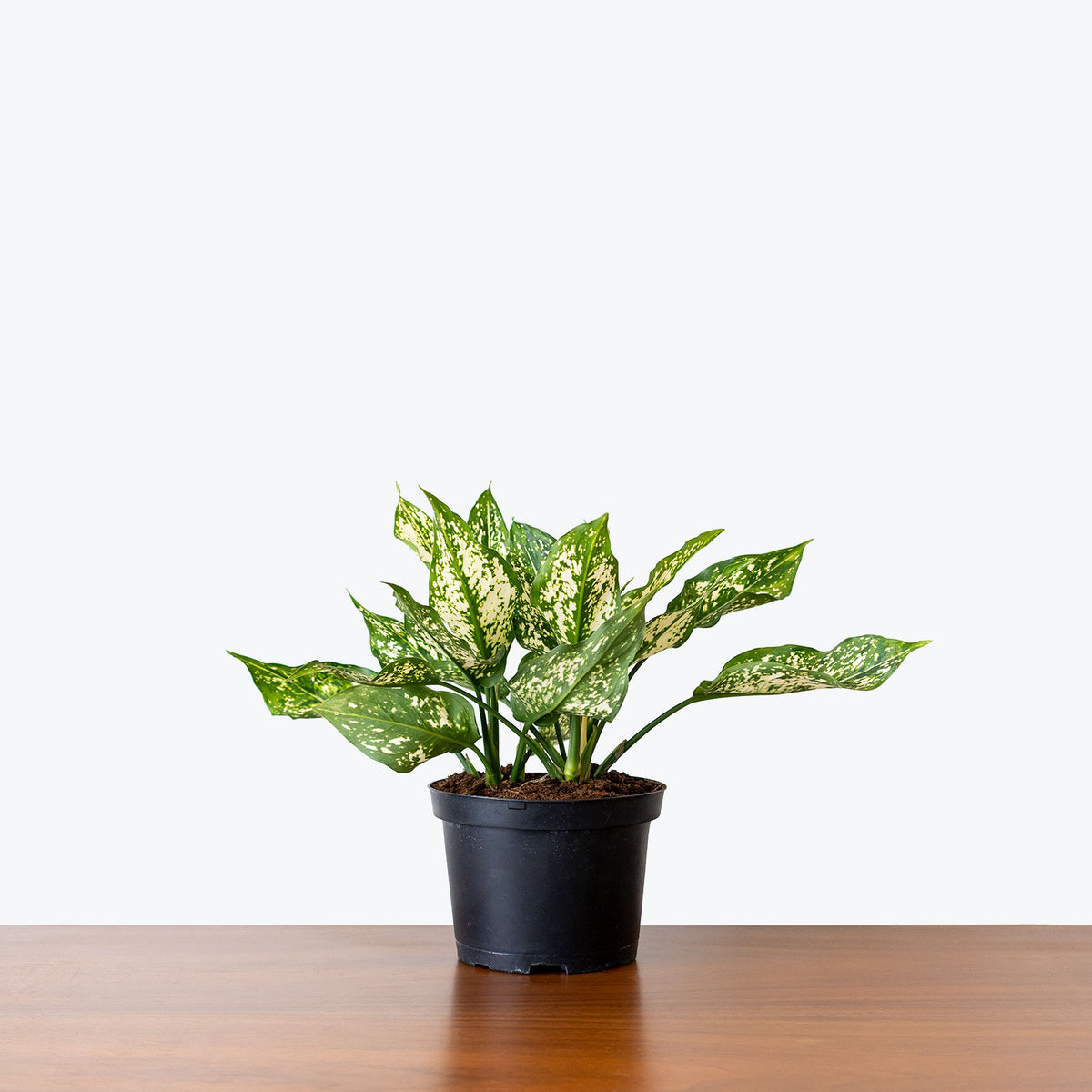 Chinese Evergreen Osaka White - House Plants Delivery ...