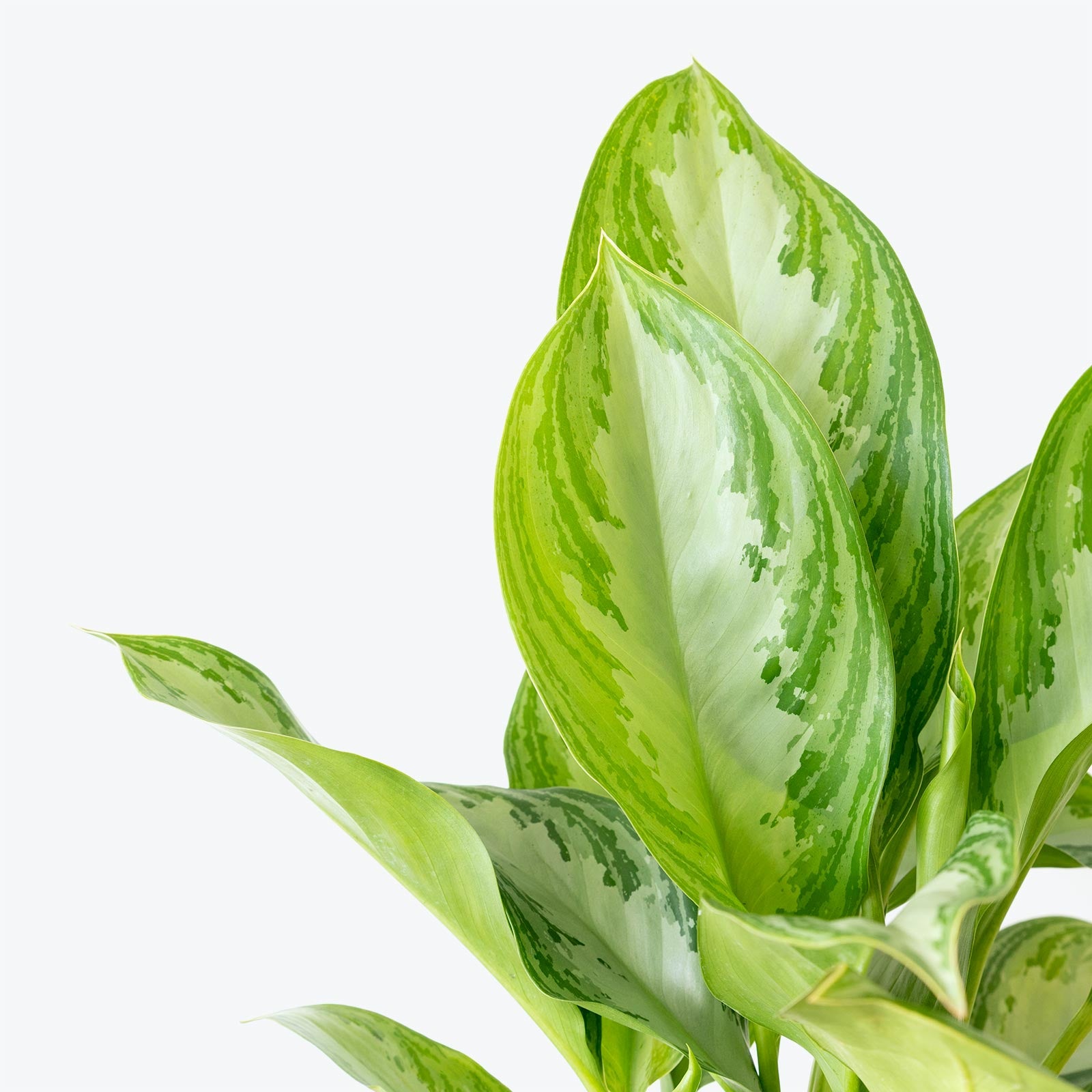 Aglaonema Pictum Tricolor - House Plants Delivery Toronto Canada 