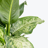 Dieffenbachia Memoria Corsii - House Plants Delivery Toronto - JOMO Studio