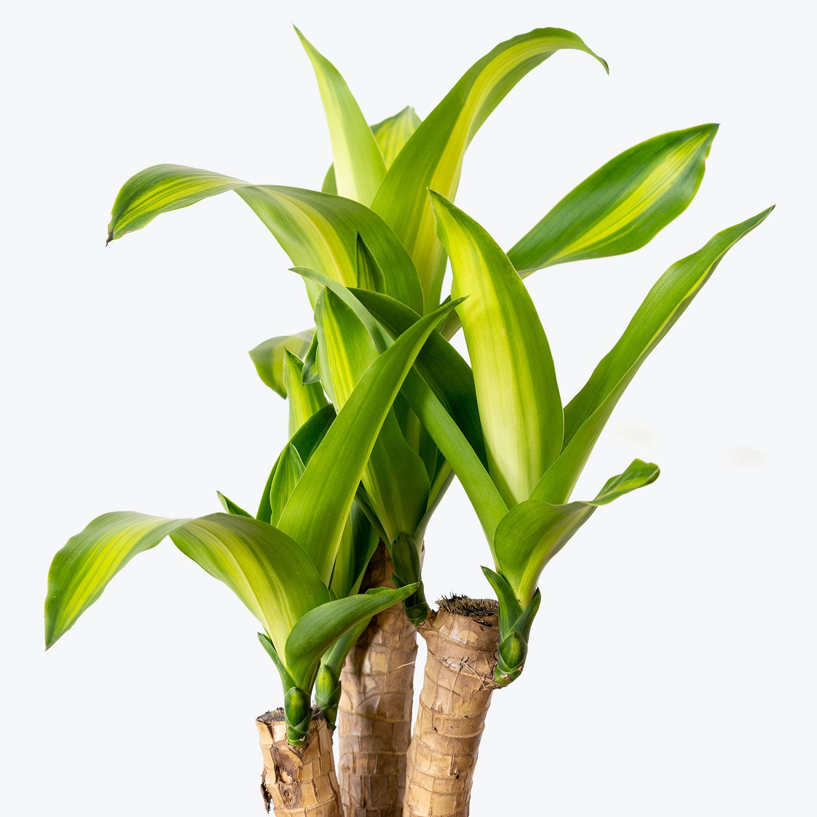 Rubber Plant Tineke - House Plants Delivery Toronto - JOMO Studio