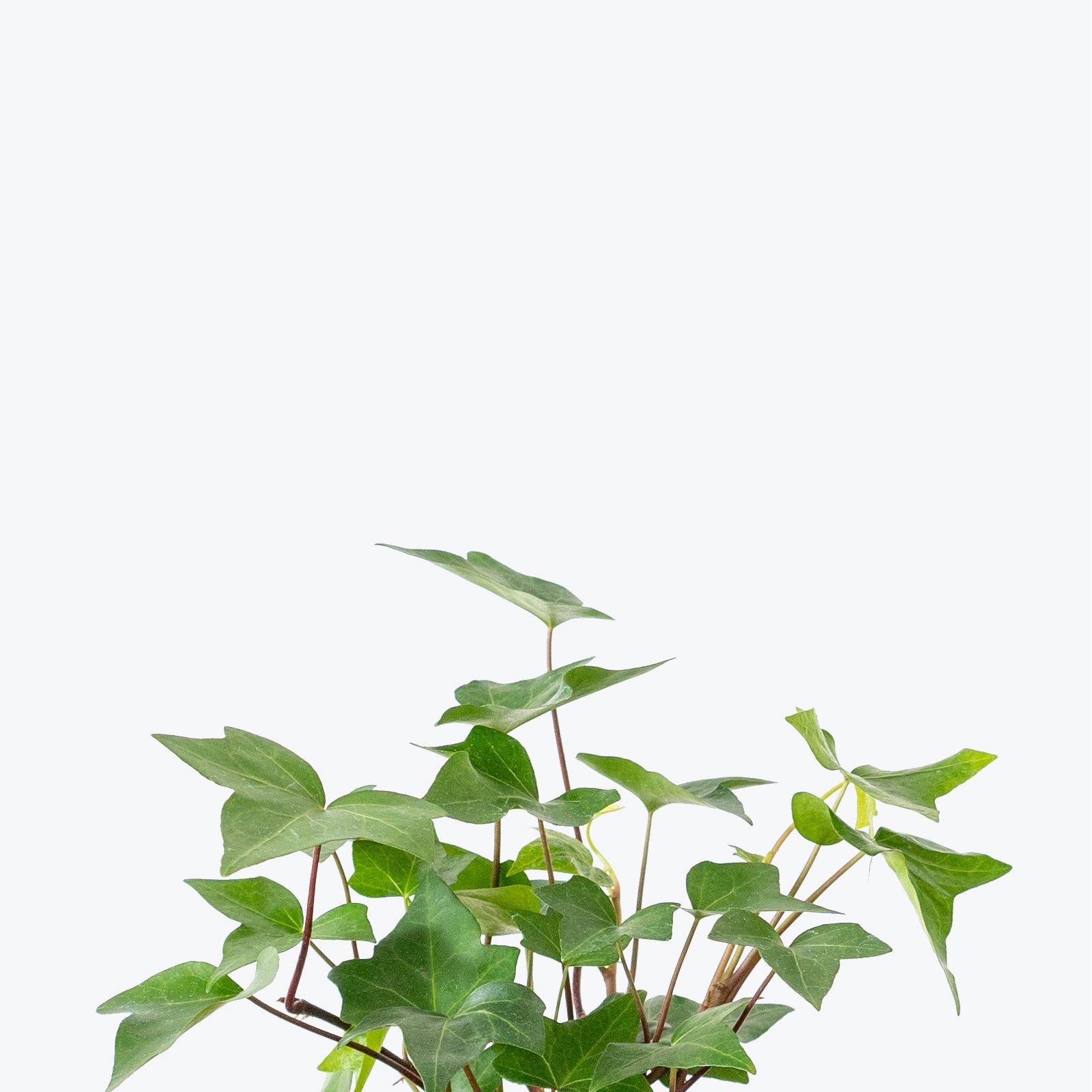 Hedera Helix 'White Wonder' - Ivy White Wonder - House Plants Delivery  Toronto - JOMO Studio