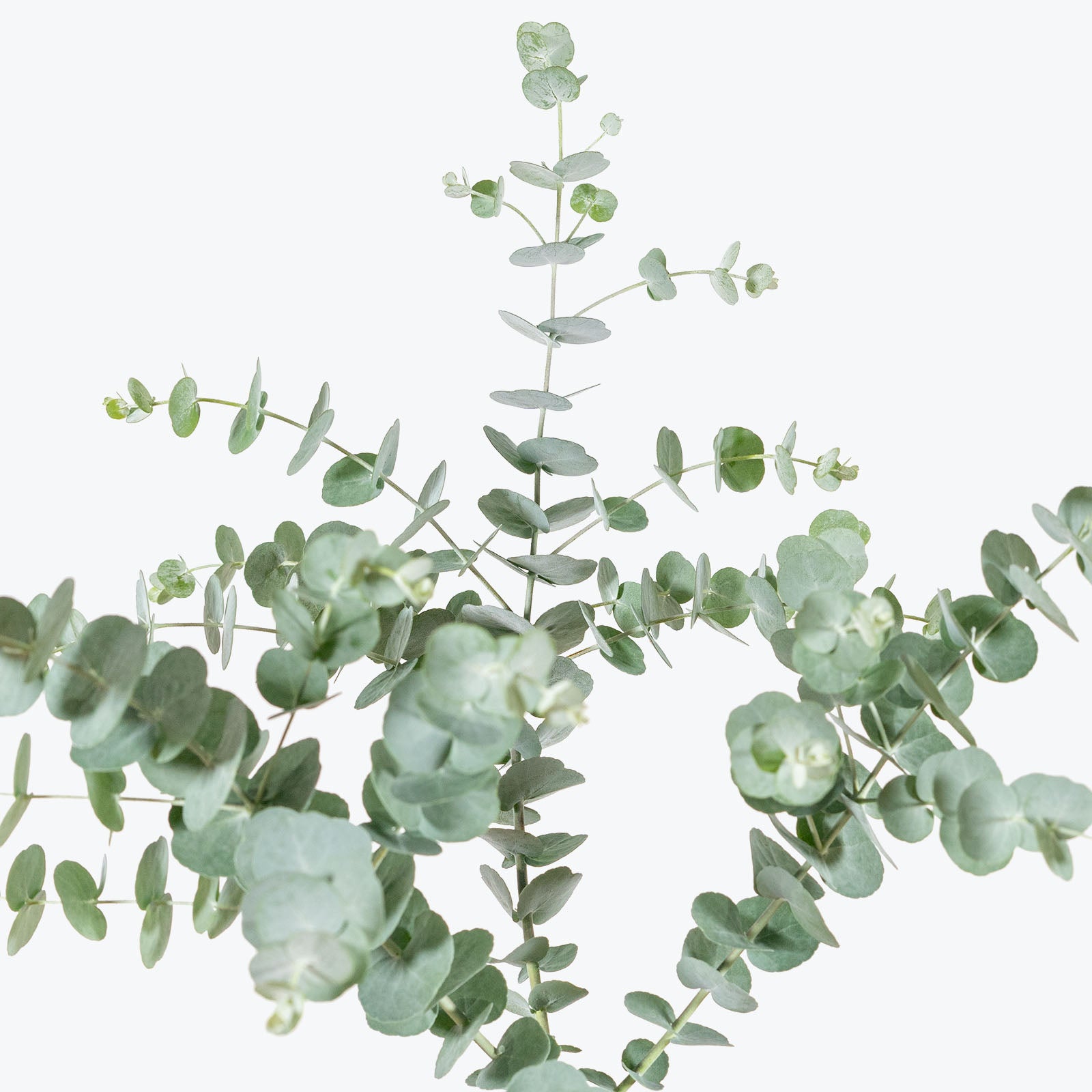 Eucalyptus Plant House Plants Delivery Toronto JOMO Studio