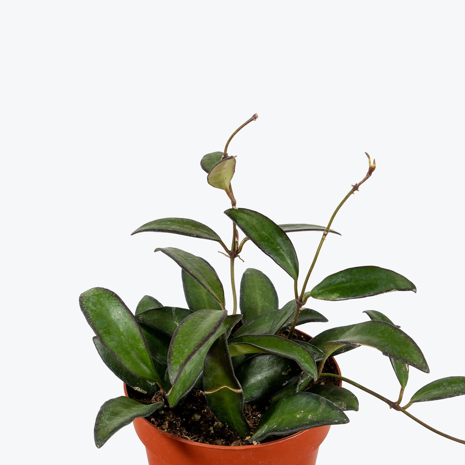 Rubber Plant Tineke - House Plants Delivery Toronto - JOMO Studio